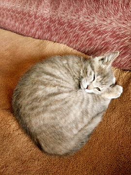 懒猫