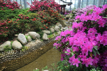 杜鹃博览园 花卉 鲜花