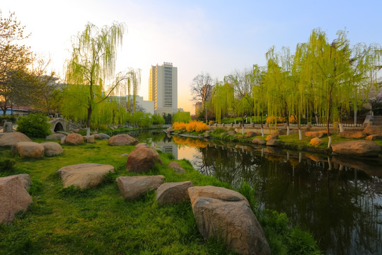 园艺 植物 春花 花卉 春季