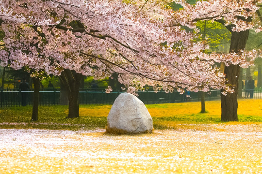 樱花雨