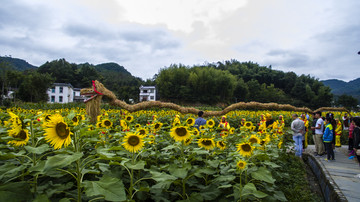 蜀源葵花园