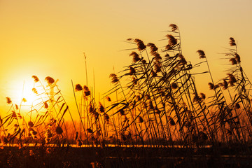 夕阳下的芦苇荡