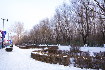 冬季雪景树林