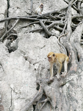 两只野猴