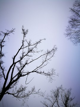 树木 天空