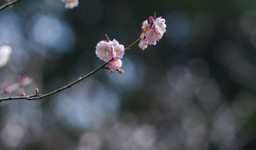 水墨梅花