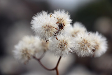 野草野花  千里光