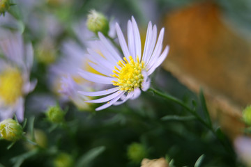 紫色小花