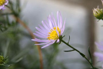 紫色小花