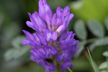 紫色小花
