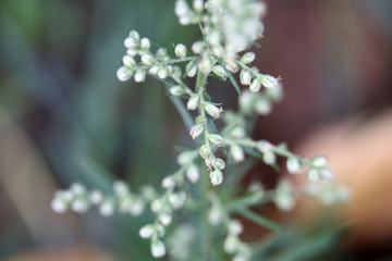 白色小花