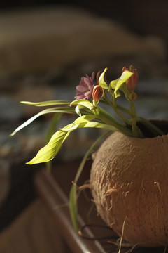 植物小摆件 椰壳