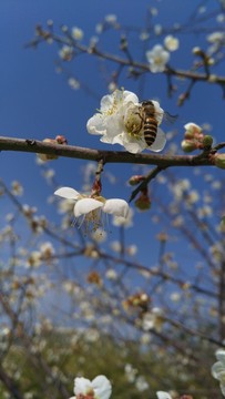 梅花 蜜蜂