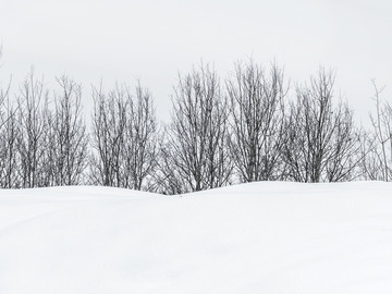 冬天雾凇 冬天树挂