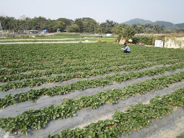 草莓园地