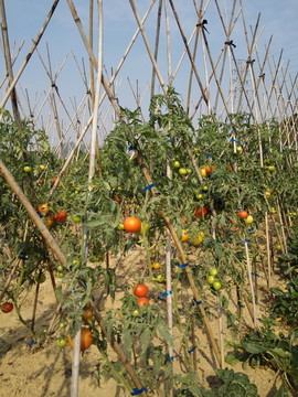 西红柿生产 番茄种植
