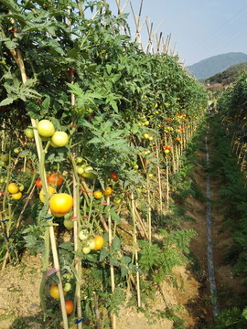 农业生产 西红柿种植 番茄