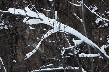 雪景