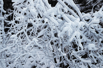 雪景