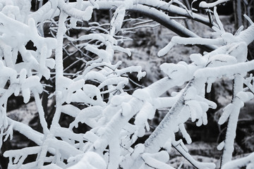 雪景