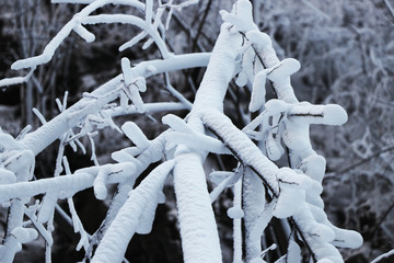 雪景