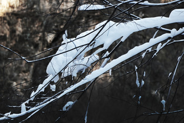 雪景