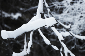 雪景