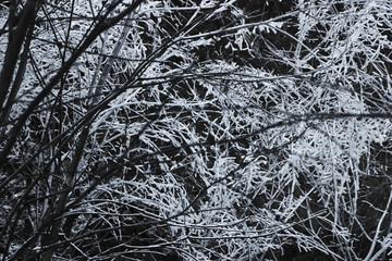 雪景