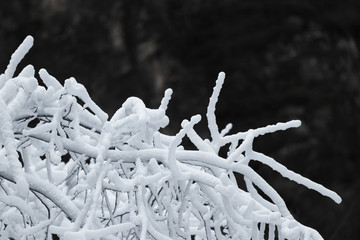 雪景