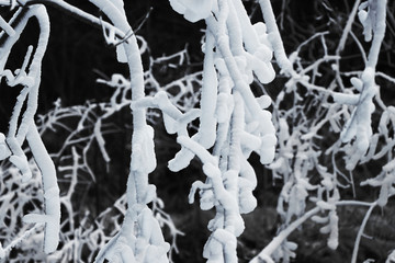 雪景