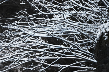 雪