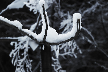 雪