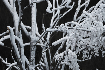 雪