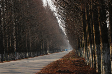 林间马路