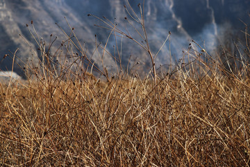 野草