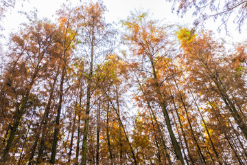 秋天的水杉
