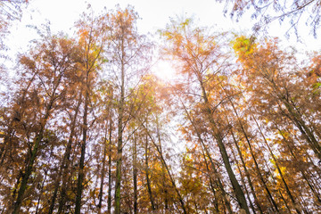 秋天的水杉树林阳光