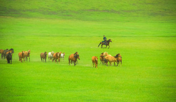 草原蒙古族牧马
