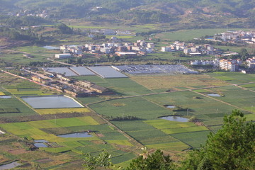 田野