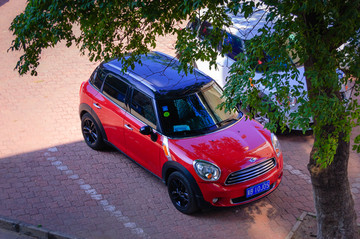 大树下的mini
