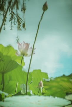 荷花