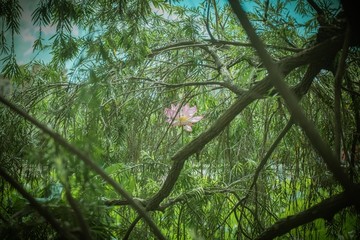 荷花