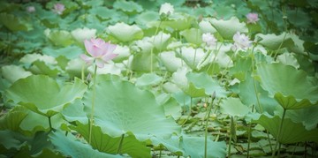 荷花