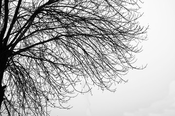 黑白树枝
