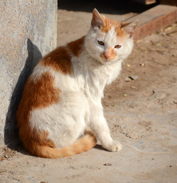 小花猫