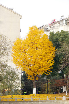 一颗银杏树