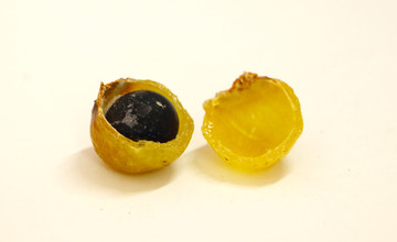 木患子种子剖开
