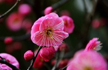 冬季 梅花 红梅