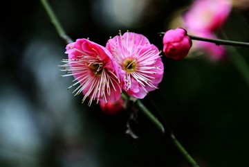 冬季 梅花 红梅