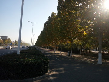 行道树